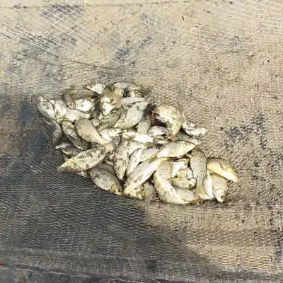 ماهی کپور مناسب شیلات|ماهی|زهک, |دیوار