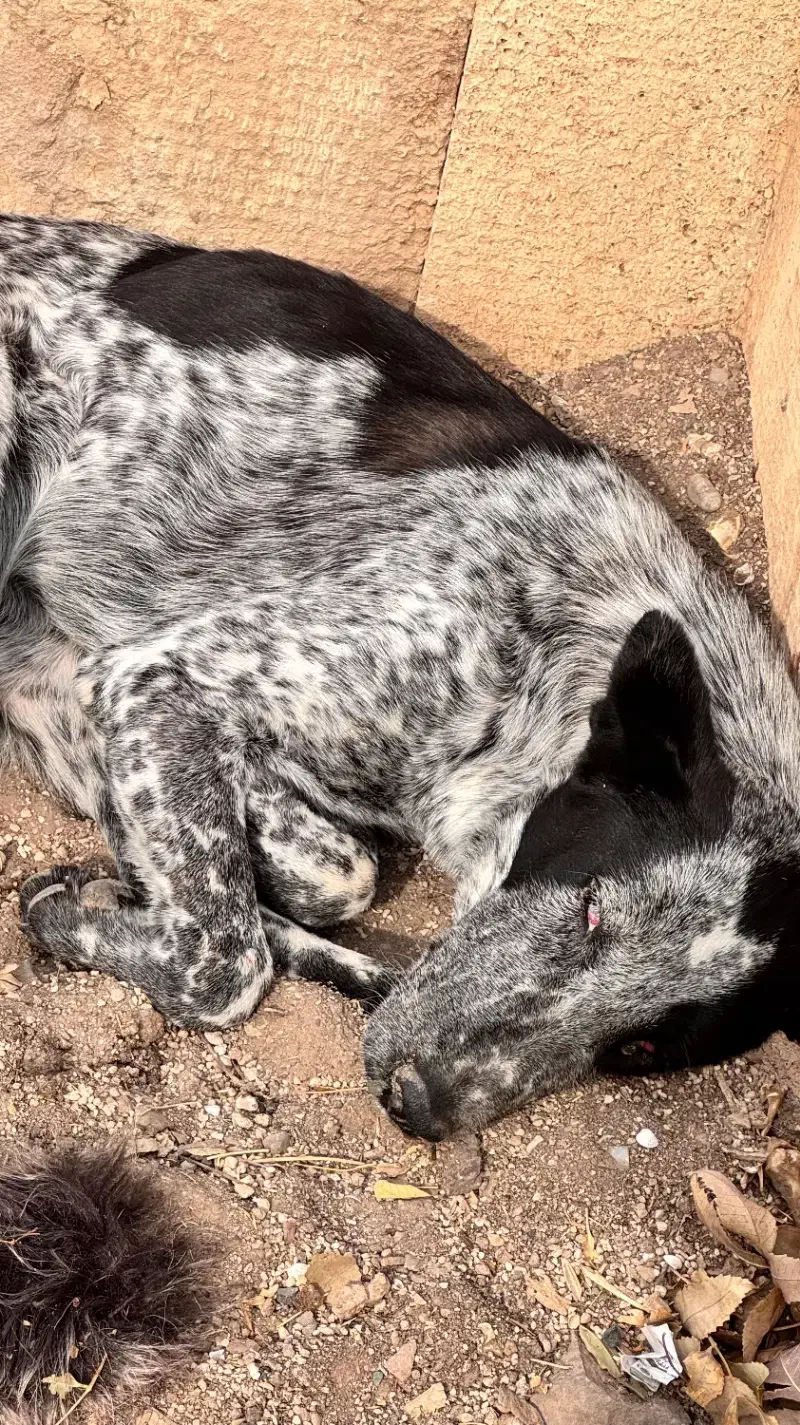 سگ در فاز صفر|سگ|پرند, فاز ۱|دیوار