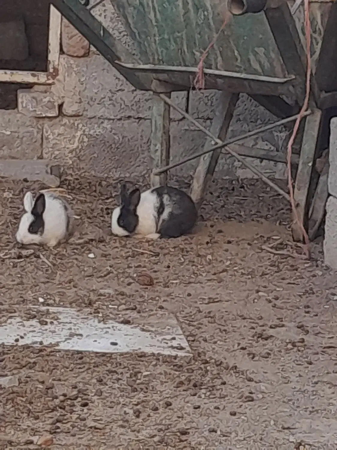 خرگوش|موش و خرگوش|نقده, |دیوار