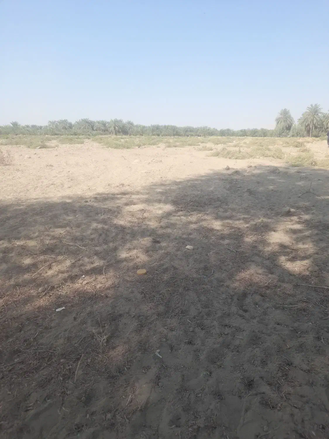 اجاره یک هکتار زمین کشاورزی لب جاده اصلی|اجارهٔ دفتر صنعتی، کشاورزی، تجاری|عنبرآباد, |دیوار