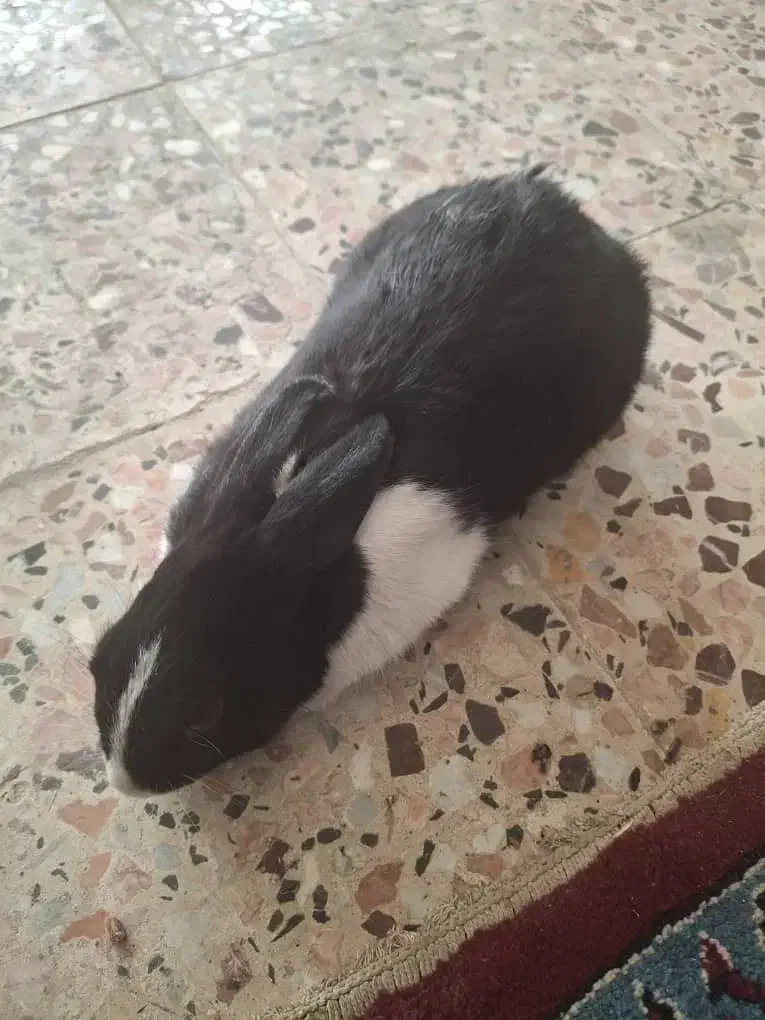 خرگوش|موش و خرگوش|ابریشم, |دیوار