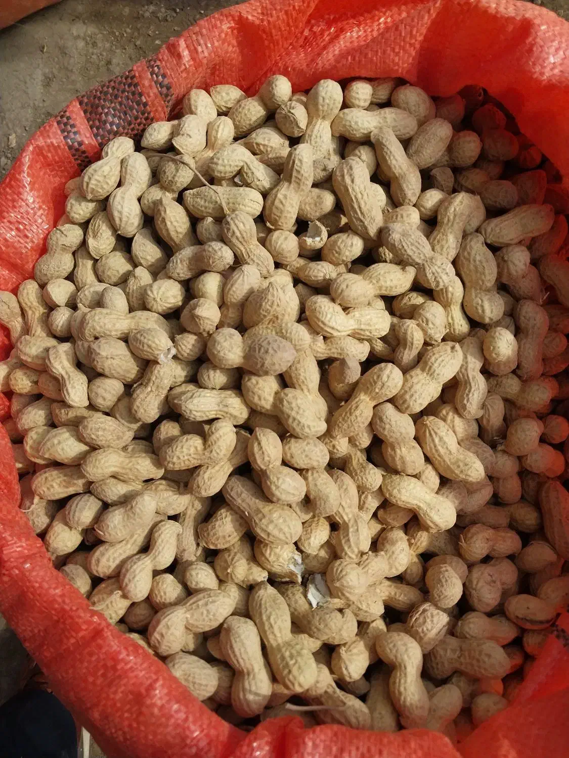 بادام زمینی|خوردنی و آشامیدنی|پارس‌آباد, |دیوار