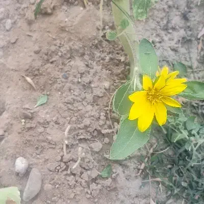 رحم اجاره ای|فعالیت داوطلبانه|سیرجان, |دیوار