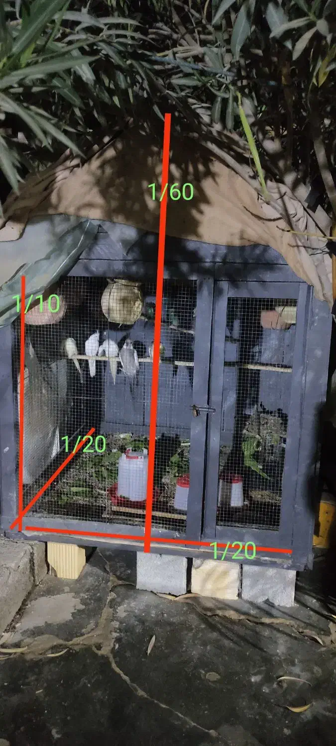 قفس پرنده معاوضه با جفت عروس آلبینو مولد یا فروش|لوازم جانبی حیوانات|چابهار, |دیوار