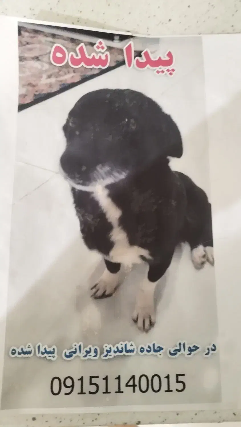 گمشده|حیوانات|شاندیز, |دیوار