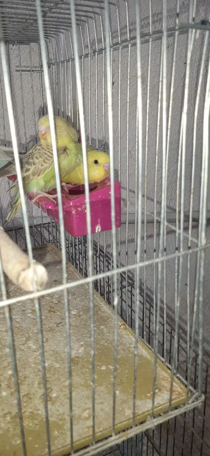 مرغ عشق و  یک عدد عروس هلندی ماده|پرنده|فیروزآباد (فارس), |دیوار