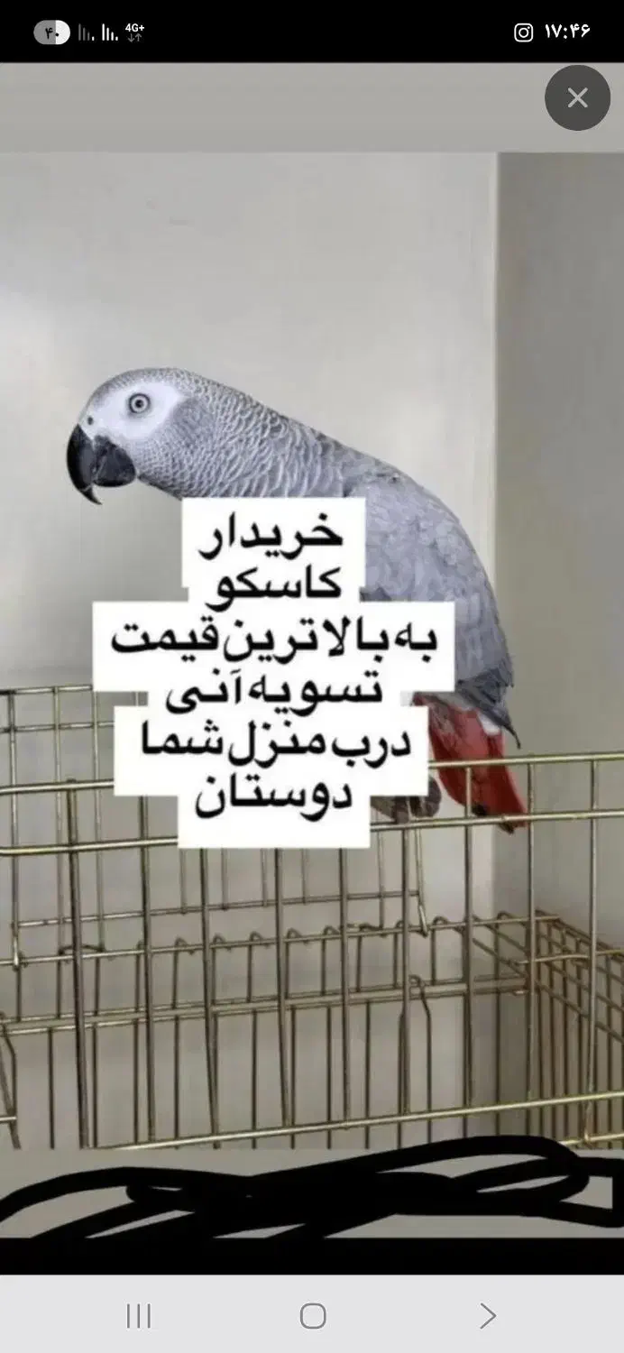 لوری کاسکو کاکادو ارا|پرنده|اهواز, کیانپارس |دیوار