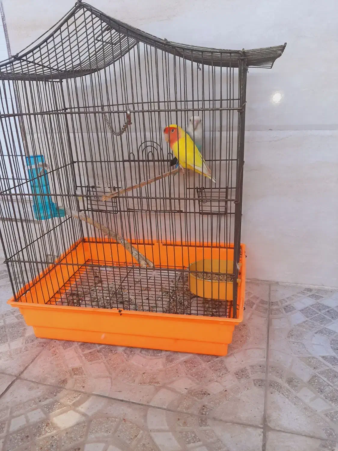 طوطی برزیلی|پرنده|قشم, |دیوار