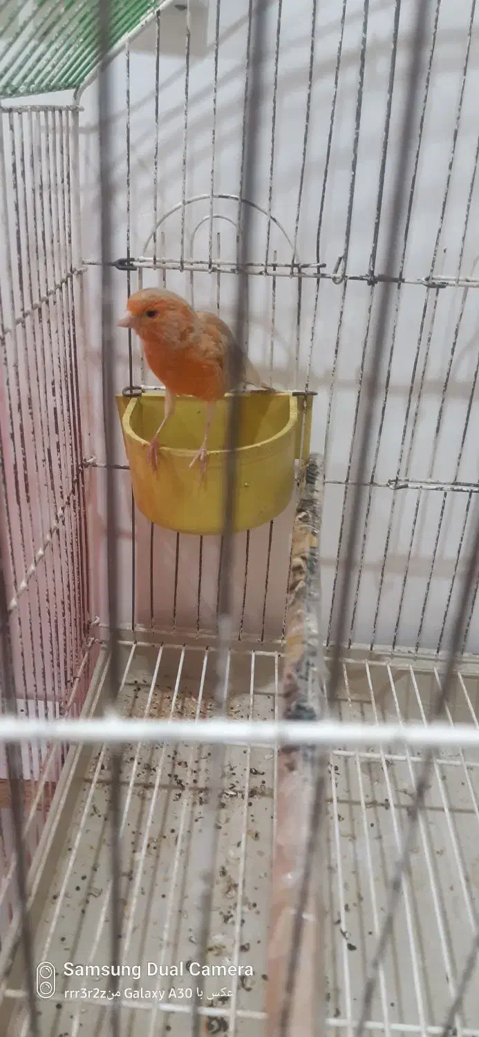 یک عدد قناری ماده سینه سرخ|پرنده|کرمان, |دیوار