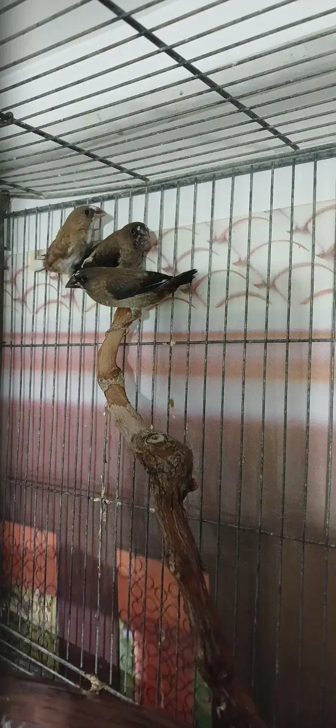 فنچ بنگالی|پرنده|ابهر, |دیوار