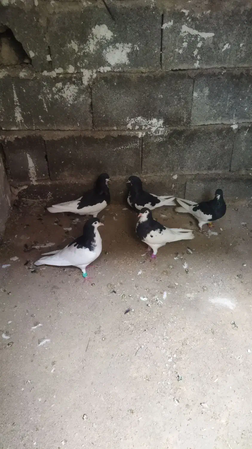 کبوتر یال سیاه|پرنده|کازرون, |دیوار