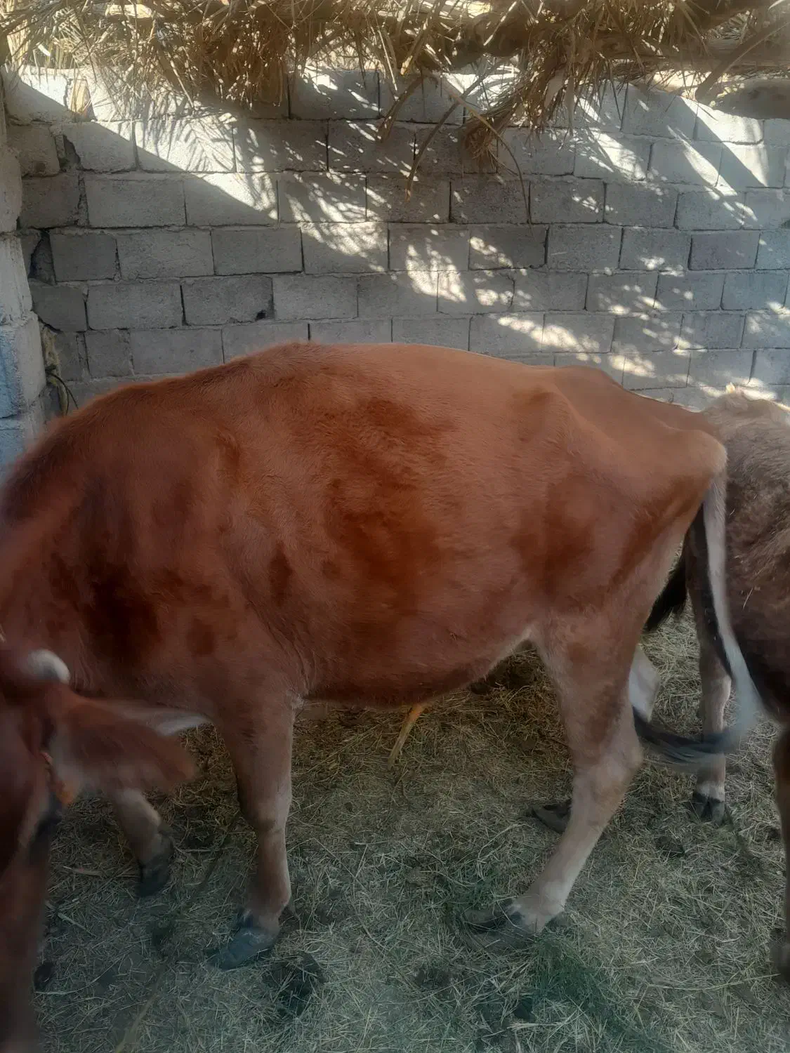 سلام فروش به قیمت مناسب|حیوانات مزرعه|گنبکی, |دیوار