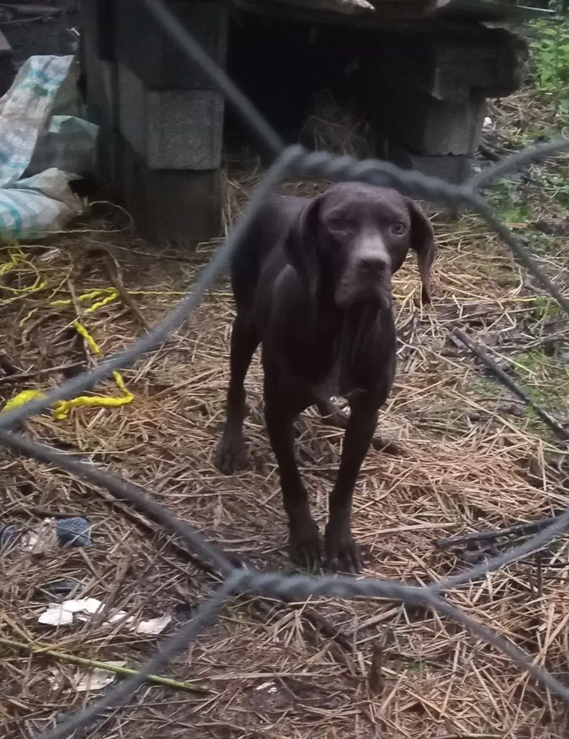 سگ شکاری ماده|سگ|رشت, باهنر|دیوار