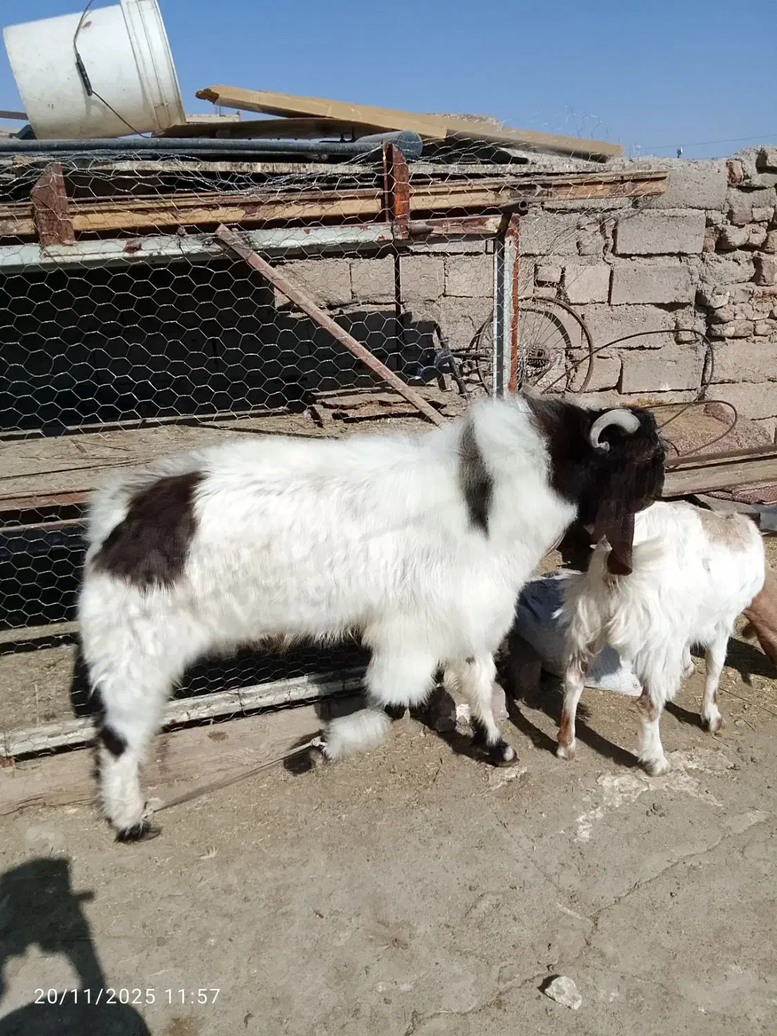 بز نر|حیوانات مزرعه|زاهدان, |دیوار