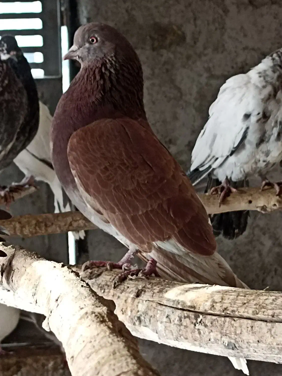 کبوتر کله دمسبز|پرنده|یزد, |دیوار