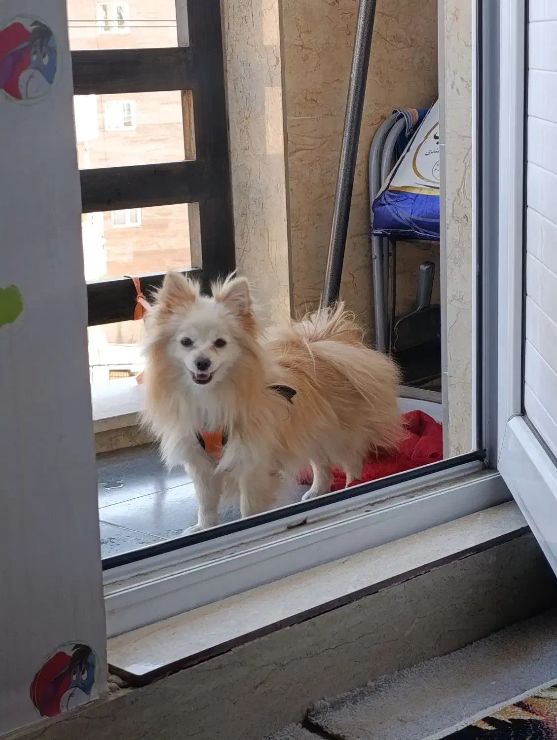 پامرانین روباهیی|سگ|سقز, |دیوار