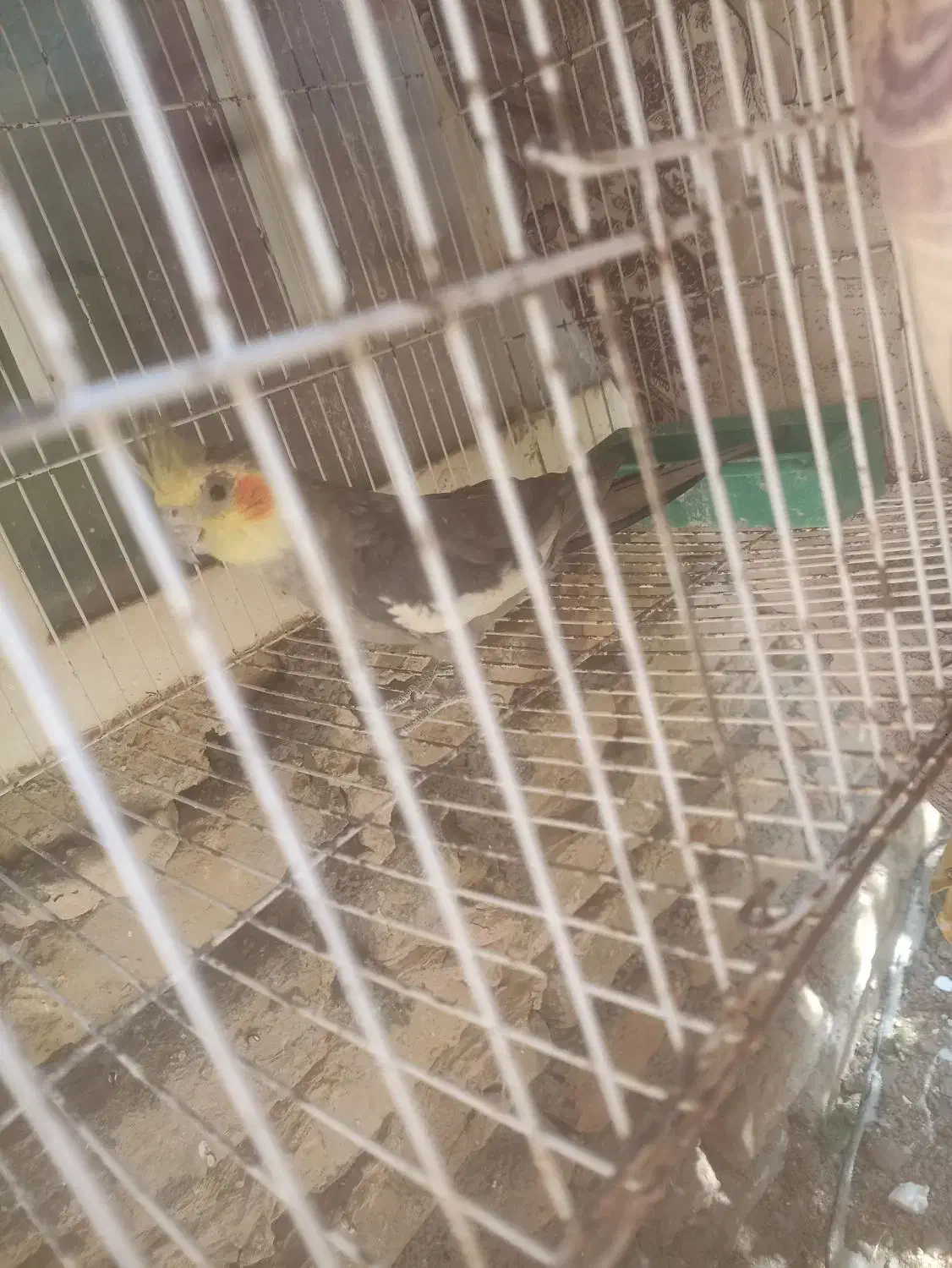 پرنده|پرنده|تربتحیدریه, ۴۵ متری|دیوار