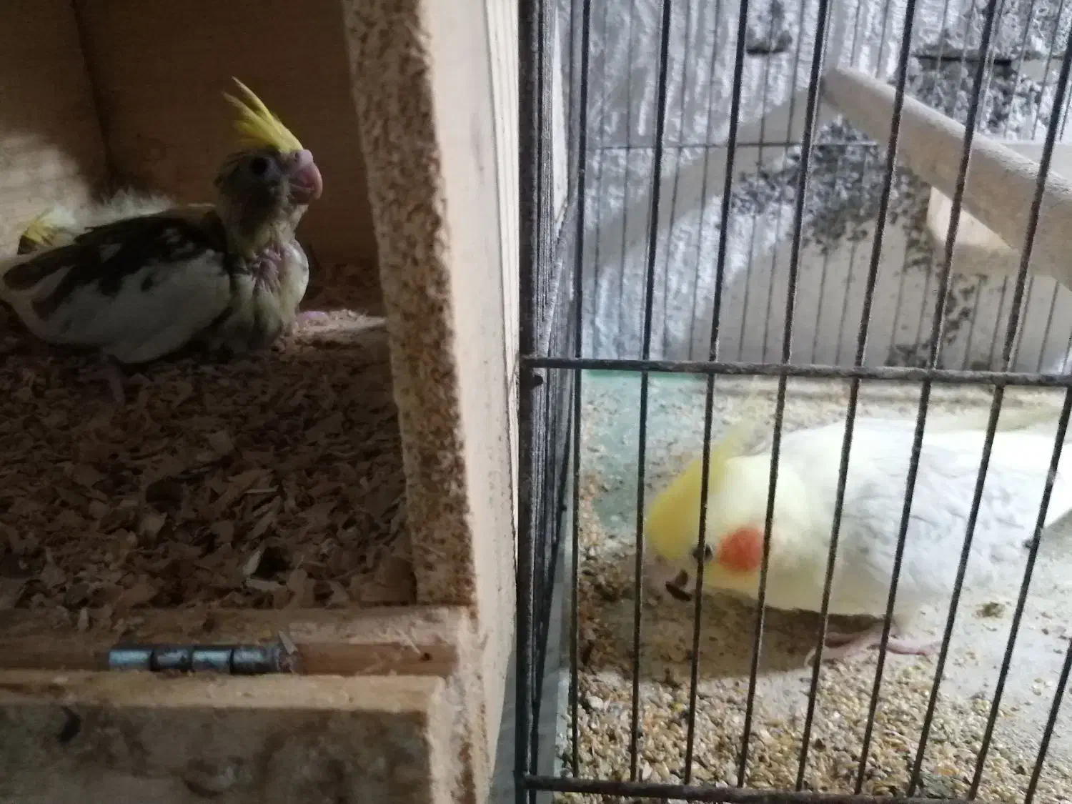 عروس هلندی|پرنده|آبپخش, |دیوار