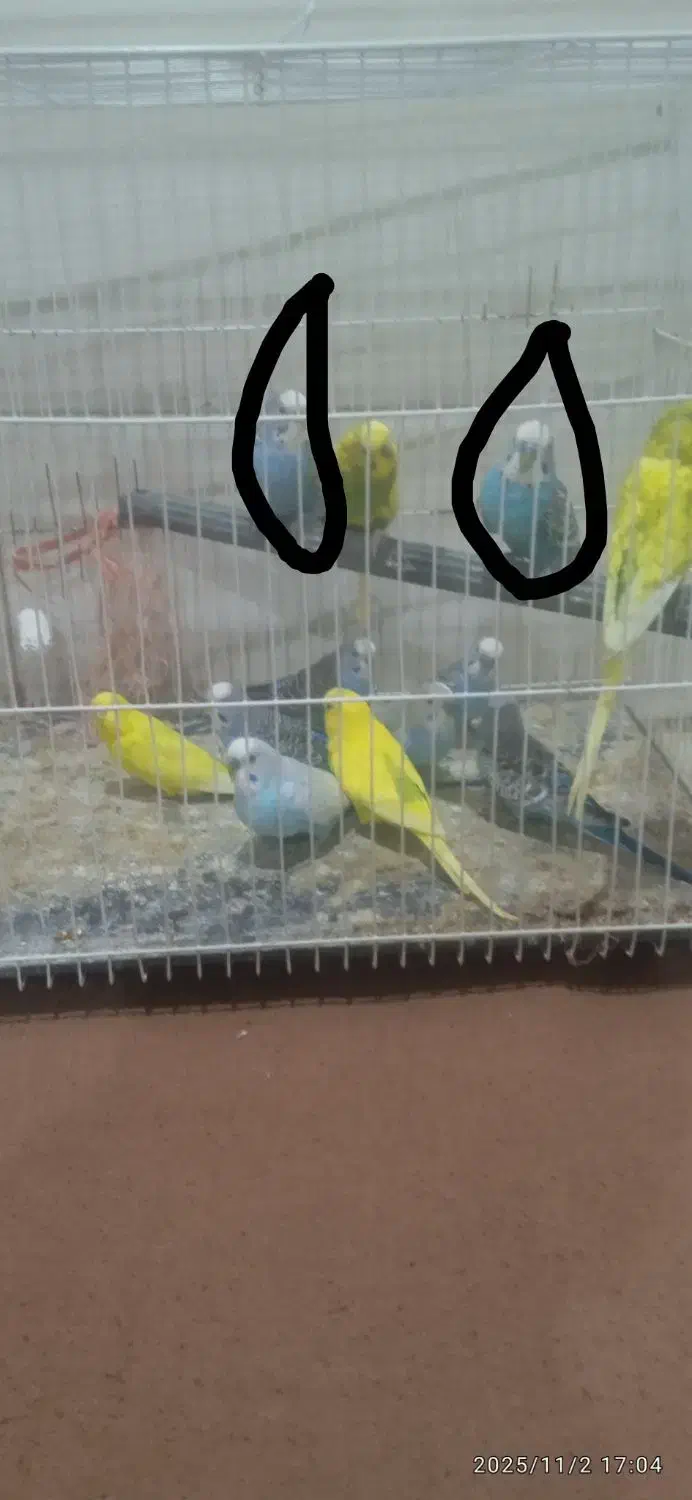 مرغ عشق معامله|پرنده|سراوان, |دیوار