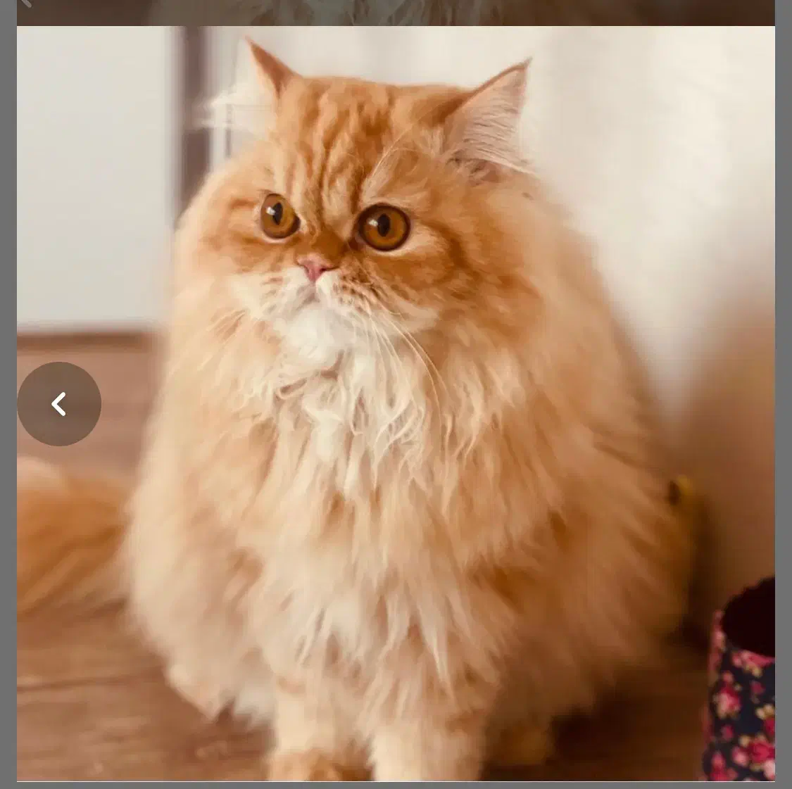 گربه پرشین گارفیلدی|گربه|تبریز, |دیوار