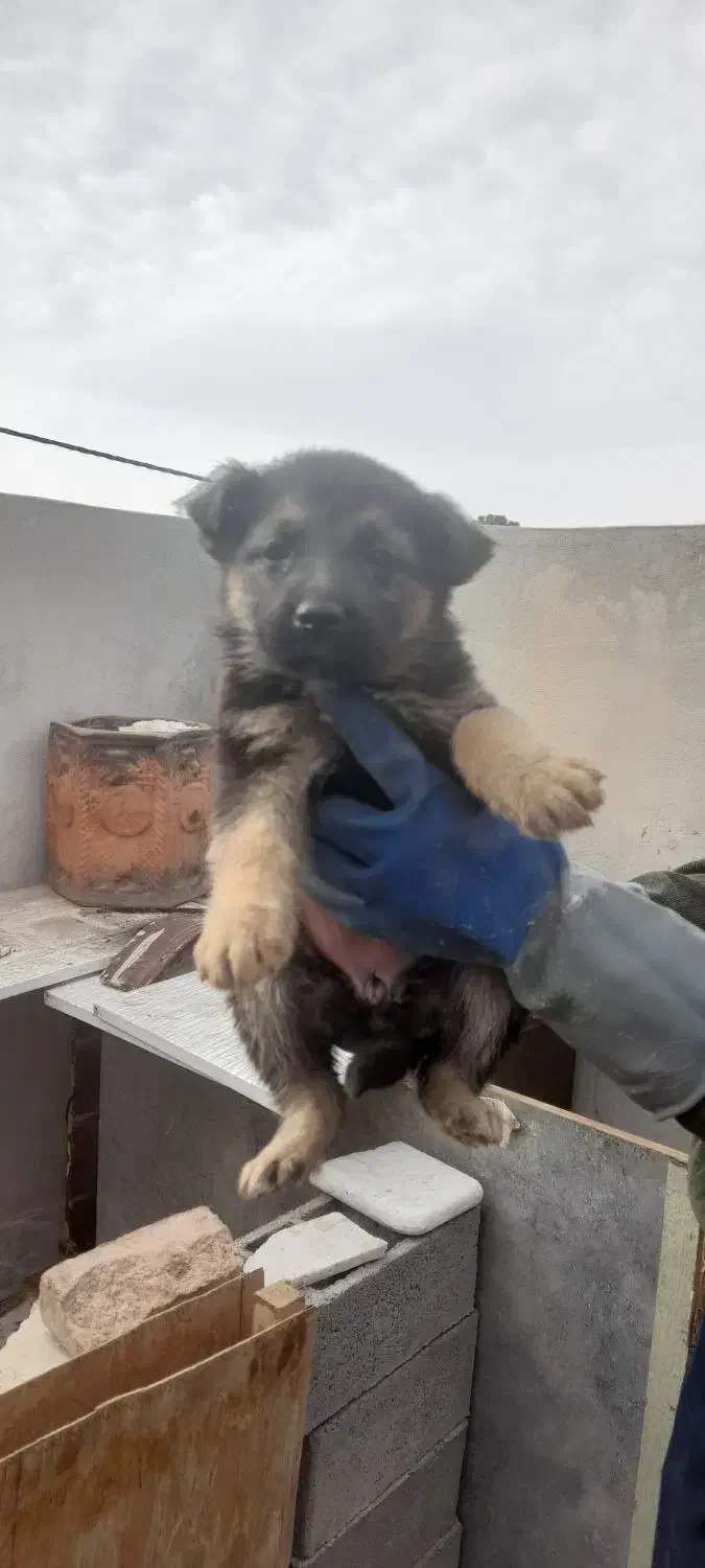 واگذاری|سگ|تربت جام, میرقوام الدین|دیوار