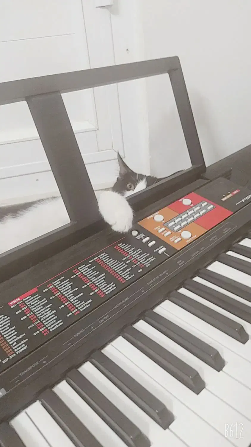 کیبورد Yamaha F51|پیانو، کیبورد، آکاردئون|بیرجند, |دیوار