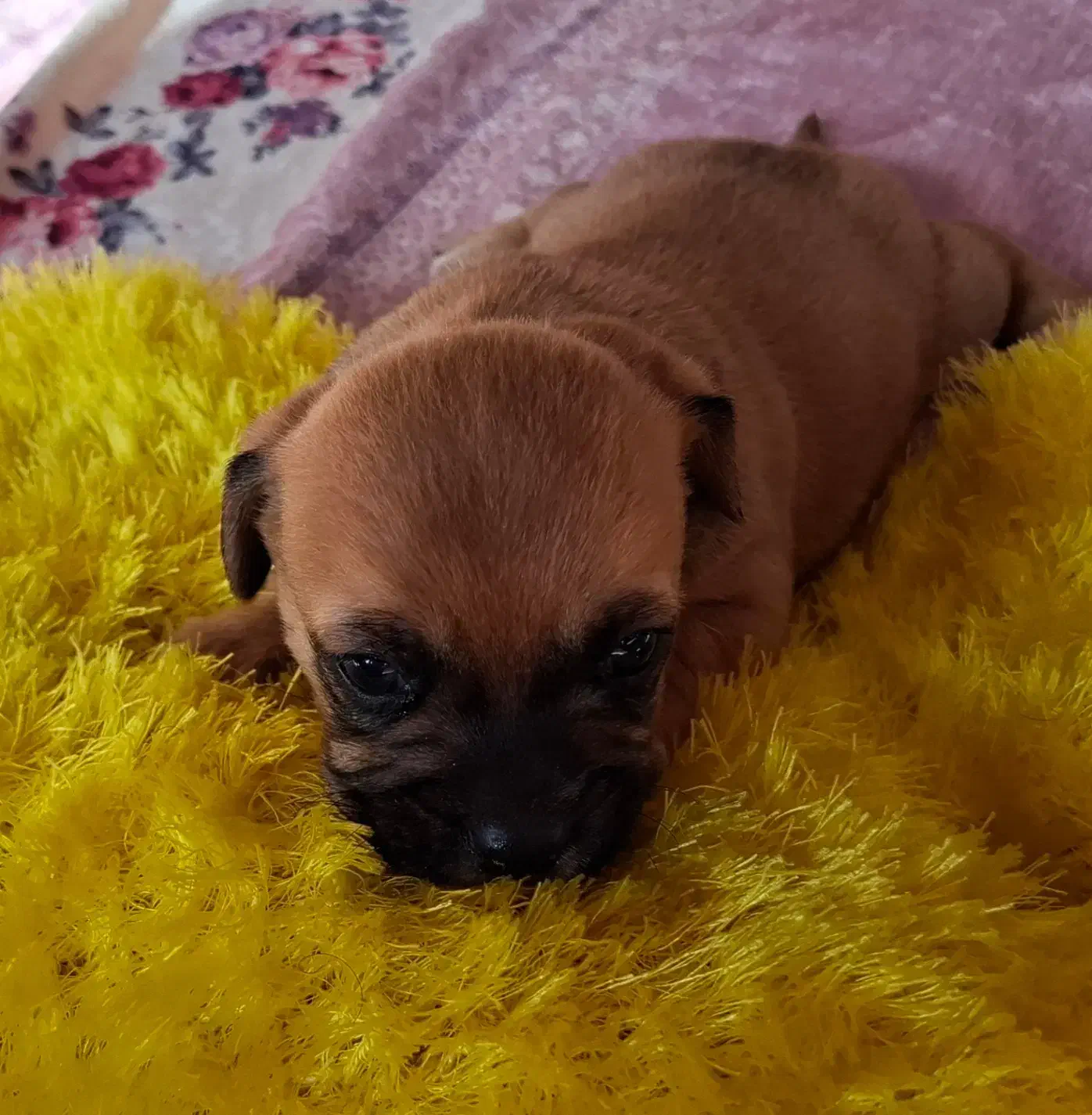 سگ پا کوتاه شیتزو|سگ|سمنان, |دیوار