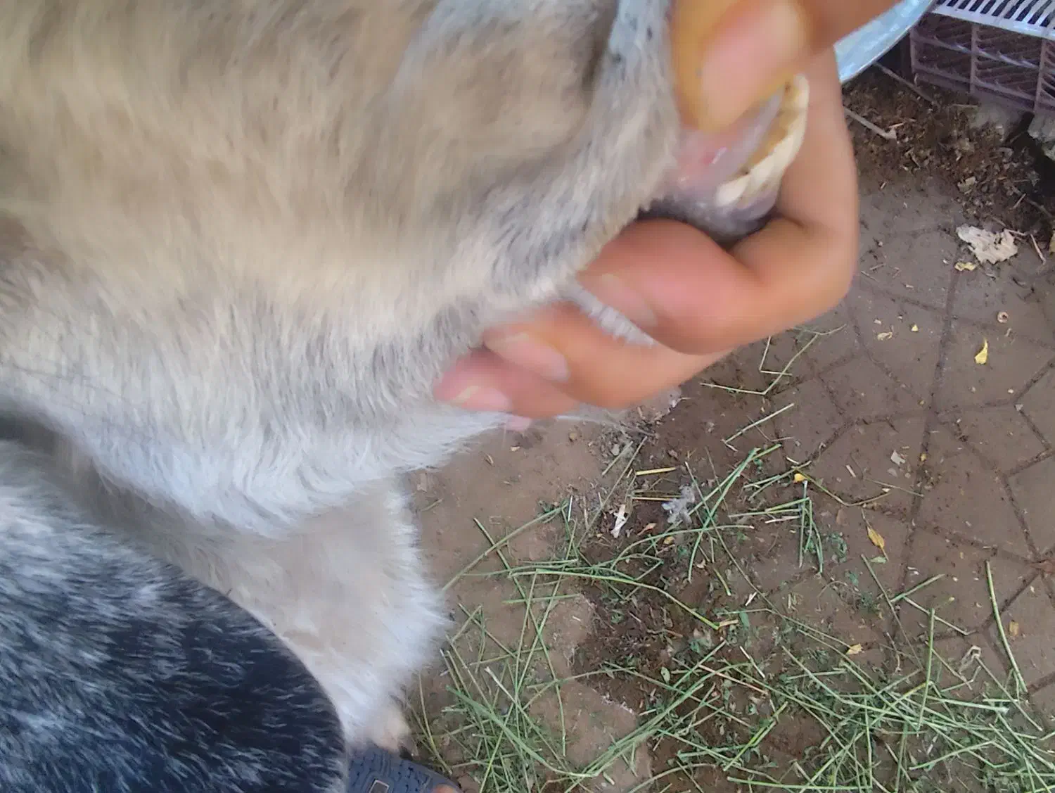 بز و یک کهره رگایی بز دوباره ابستن|حیوانات مزرعه|کرمان, |دیوار