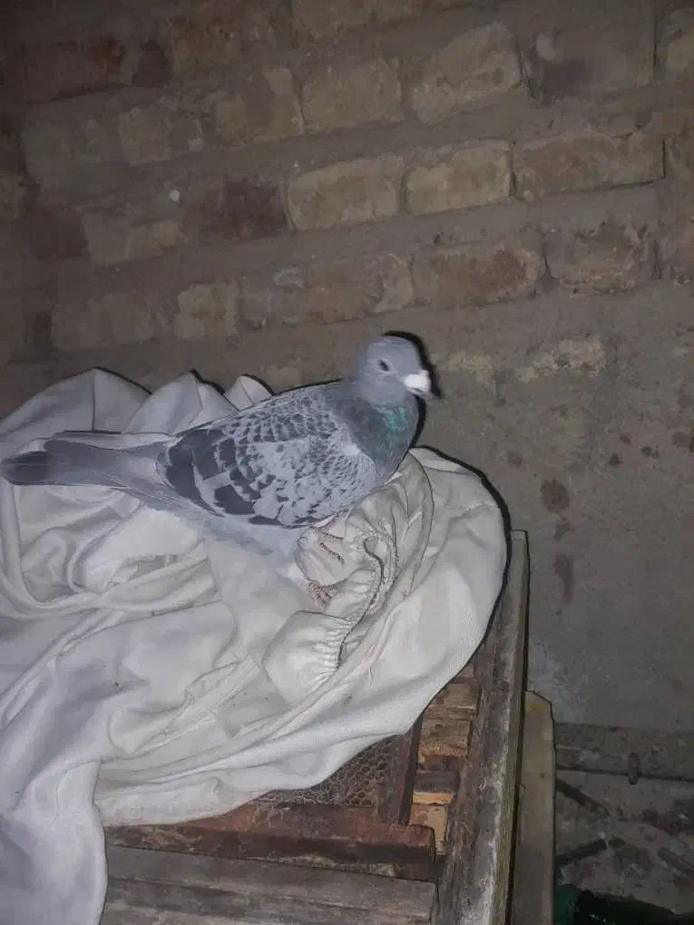 ۱۰۰ عدد کفتر  از همه رنگی  فروش فوری دونی ۱۵۰ به|پرنده|مرودشت, نقش رستم|دیوار