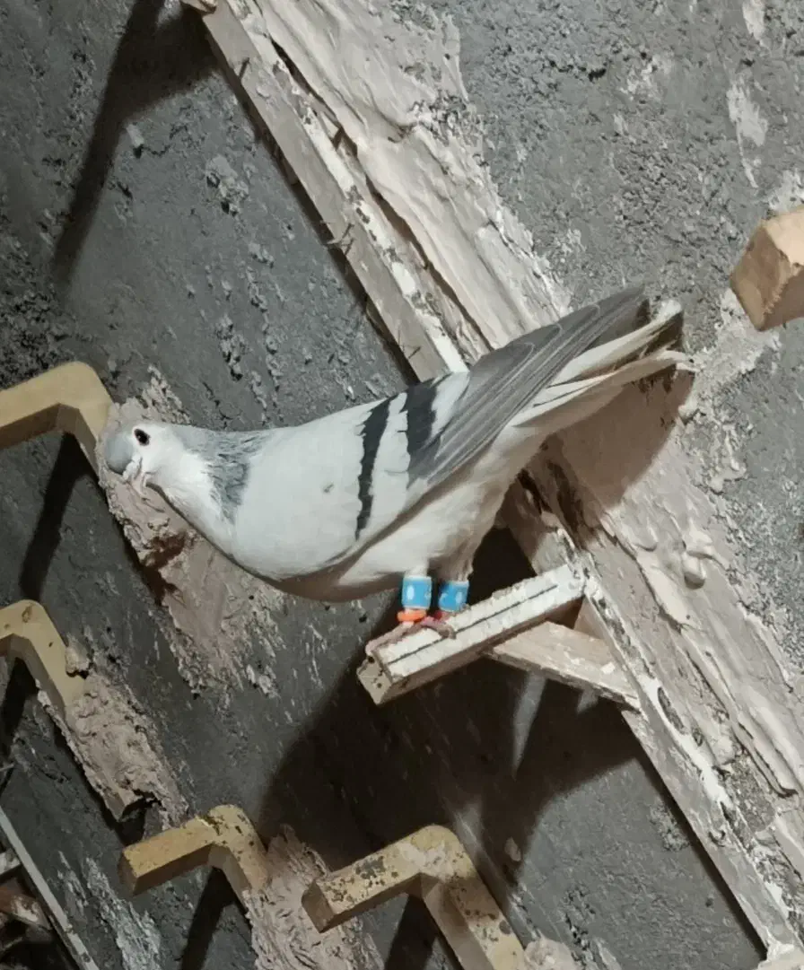 کبوتر|پرنده|نیشابور, مازول|دیوار