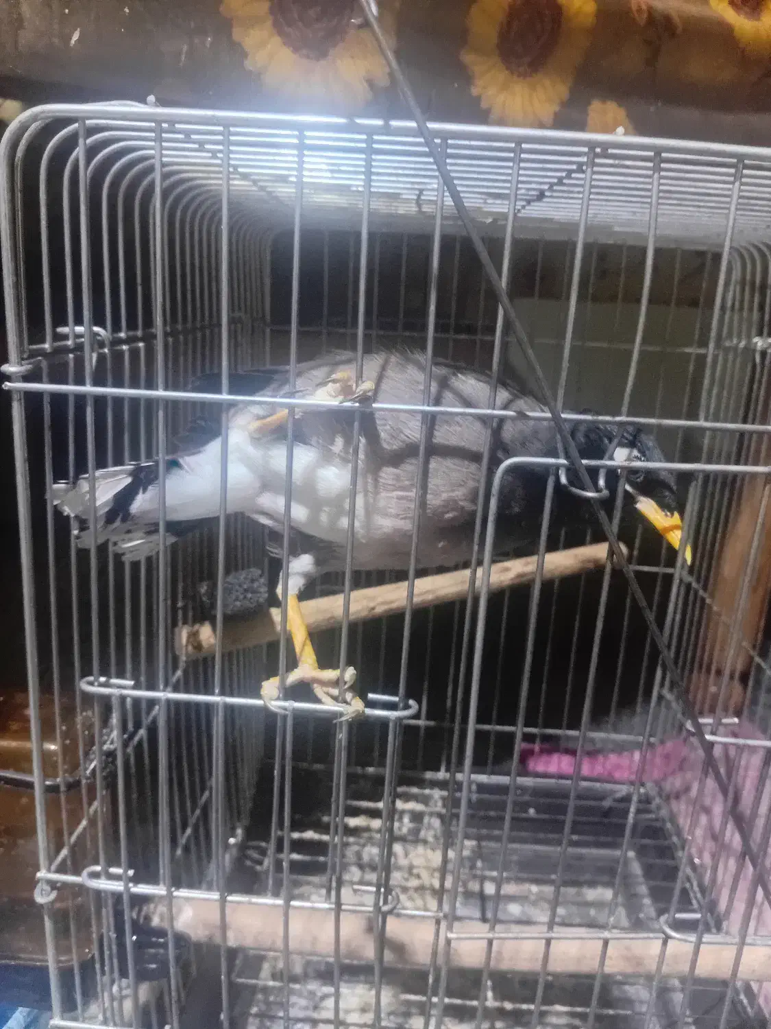 مرغ مینا|پرنده|شهریار, شهریار|دیوار