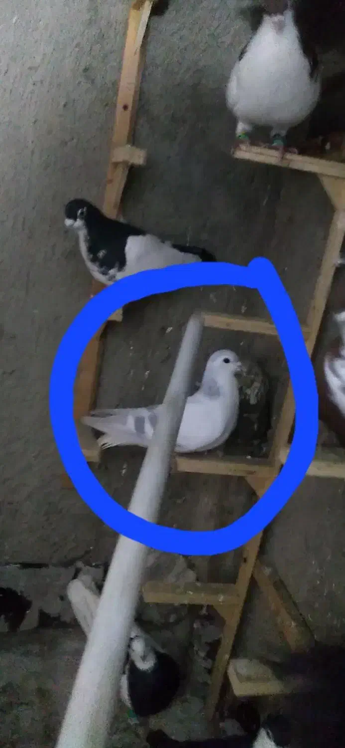 کبوتر|حیوانات|بجنورد, |دیوار