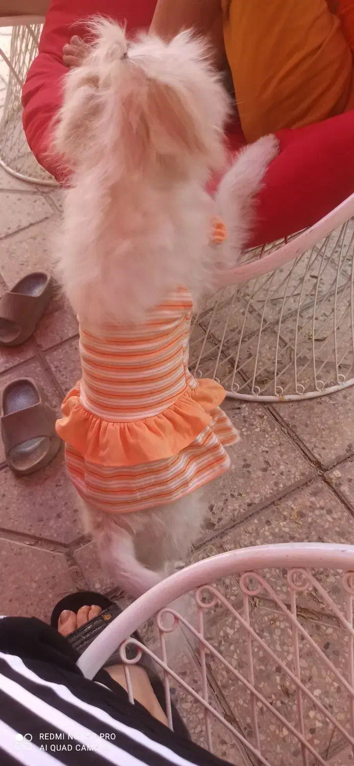 سگ شیتزو واکسن زده|سگ|مبارکه, |دیوار