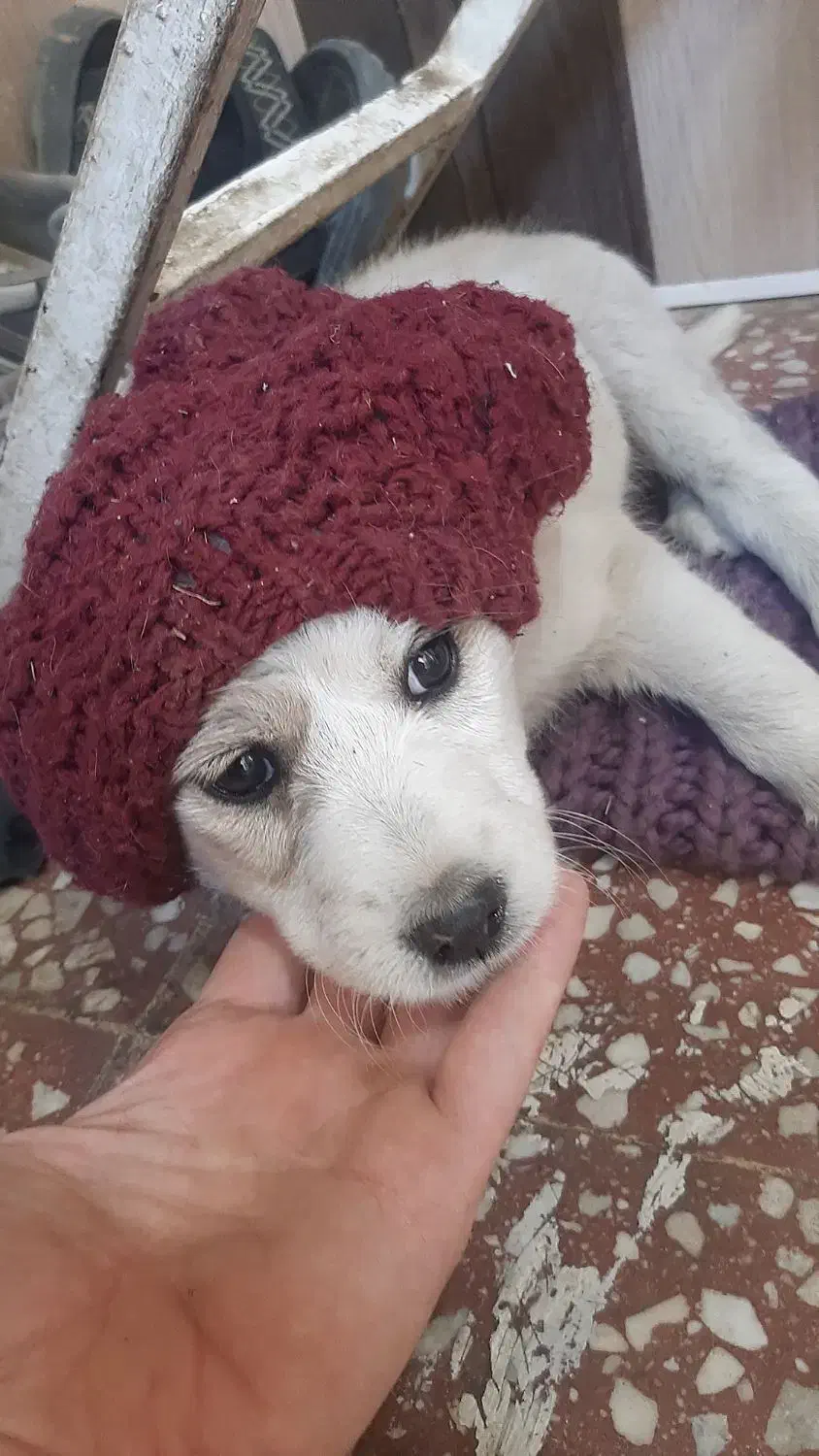 سگ زخمی که ماشین بهش زده سنندج|سگ|سنندج, |دیوار