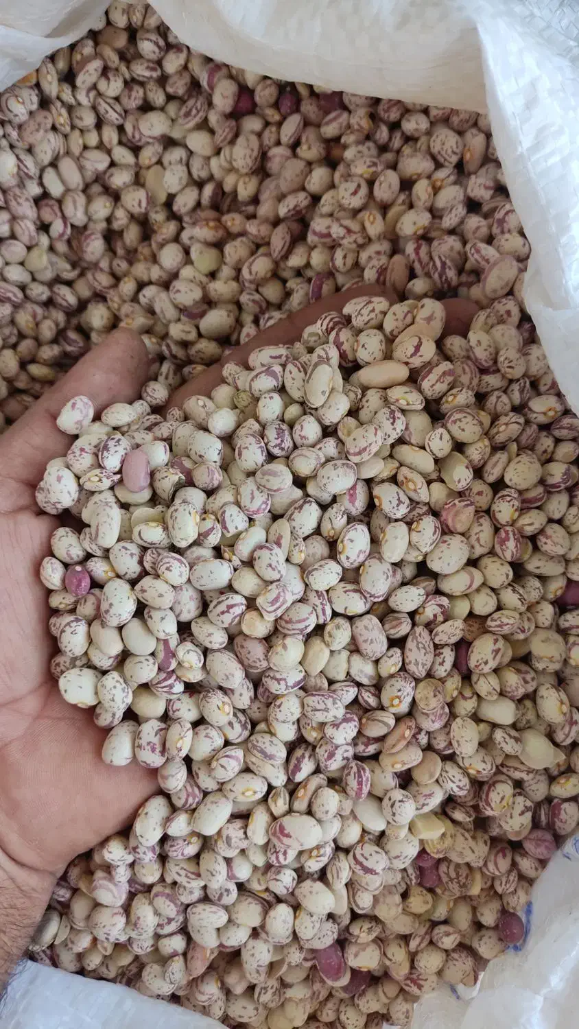 لوبیا چیتی|حراج|کازرون, |دیوار