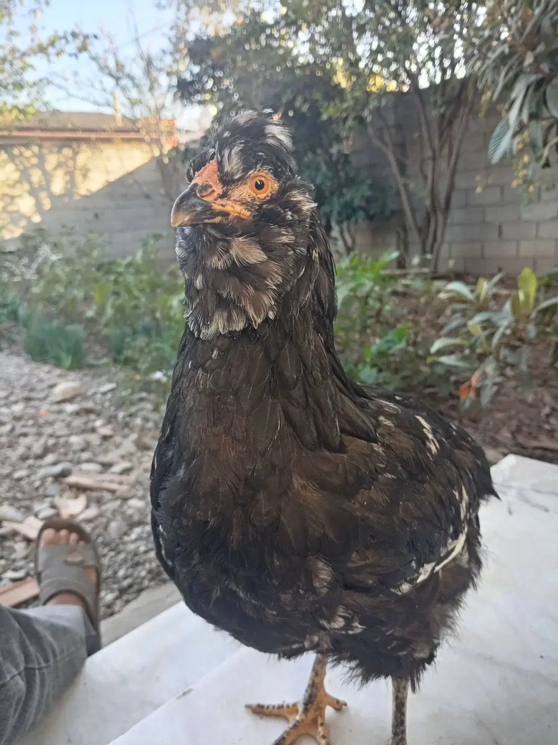 مرغ گلین|حیوانات مزرعه|خان ببین, |دیوار