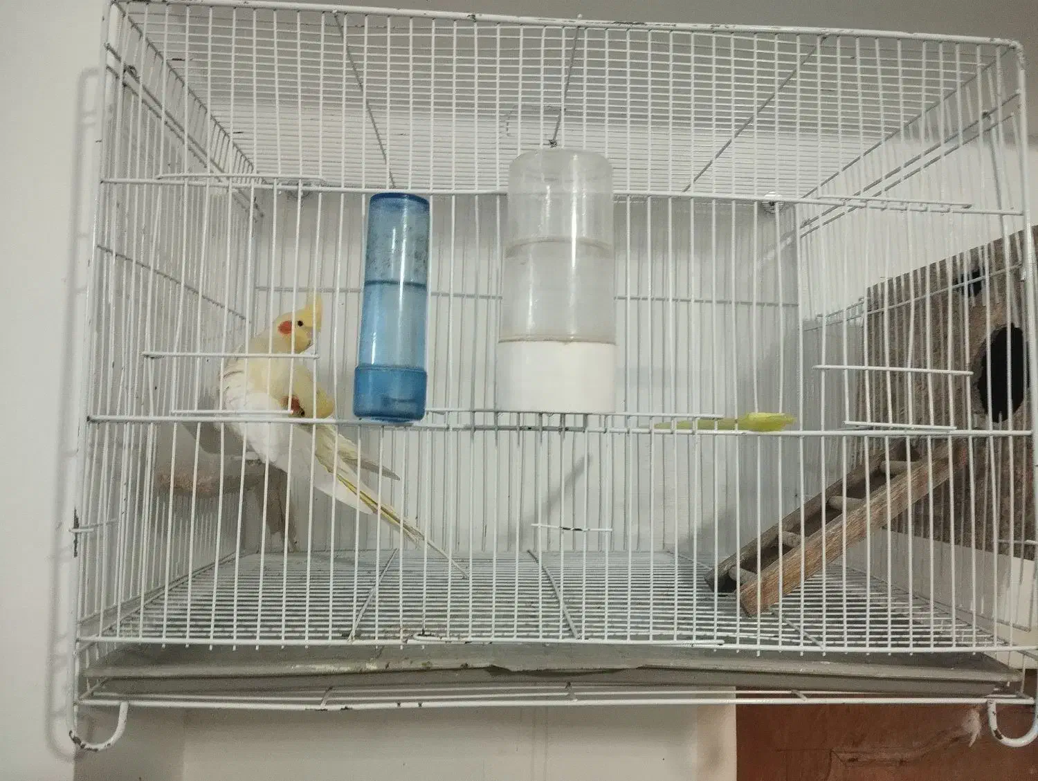 یک جفت عروس هلندی با قفس وکلبه ش|پرنده|زابل, |دیوار