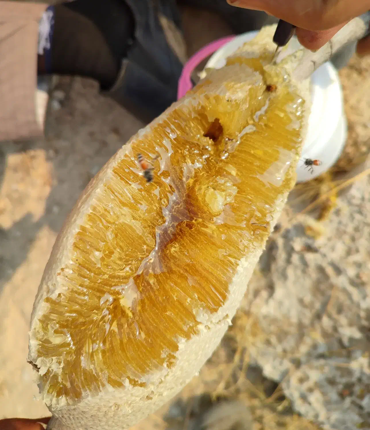 عسل وحشی|خوردنی و آشامیدنی|گله دار, |دیوار