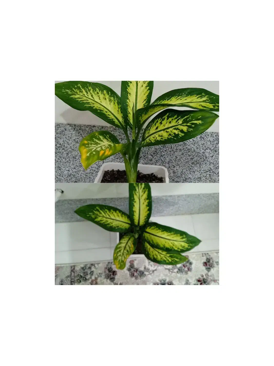 گل طبیعی دیفن باخیا|گل و گیاه طبیعی|نقده, |دیوار