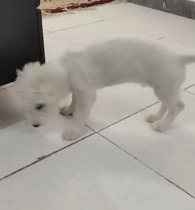 سگ یک و نیم میلیون با وسایل تخفیف دارد|سگ|شوشتر, |دیوار