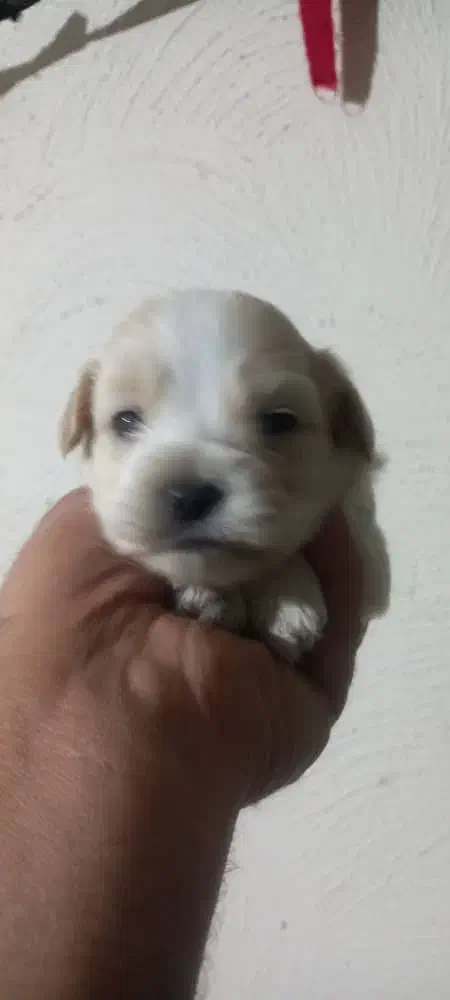 سگ آپارتمانی|سگ|وحیدیه, |دیوار