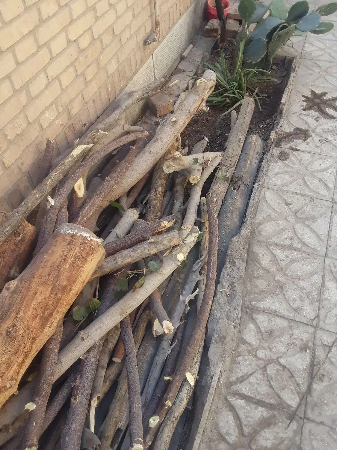 ارس وبریدن درختهای تنومندوپوسیده|خدمات باغبانی و درختکاری|گرمسار, |دیوار