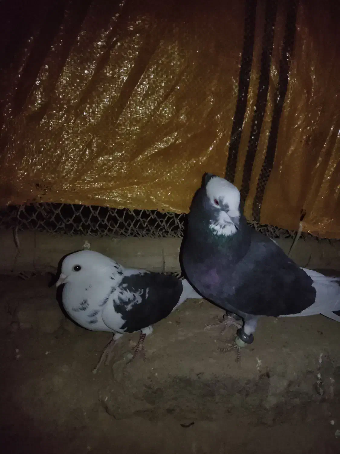 گبوتر شازده فروشی|پرنده|فرخ‌شهر, |دیوار