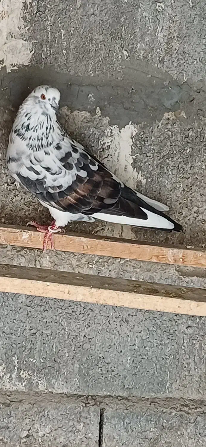 ۳ تا کبوتر فروشی|پرنده|جویبار, |دیوار