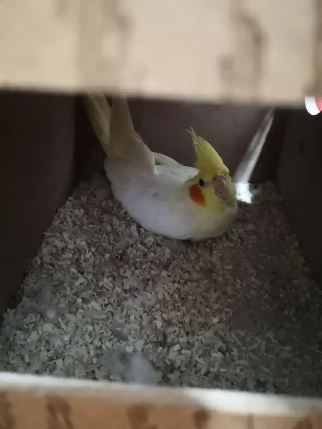 عروس هلندی جفت کار داده|پرنده|اهرم, |دیوار