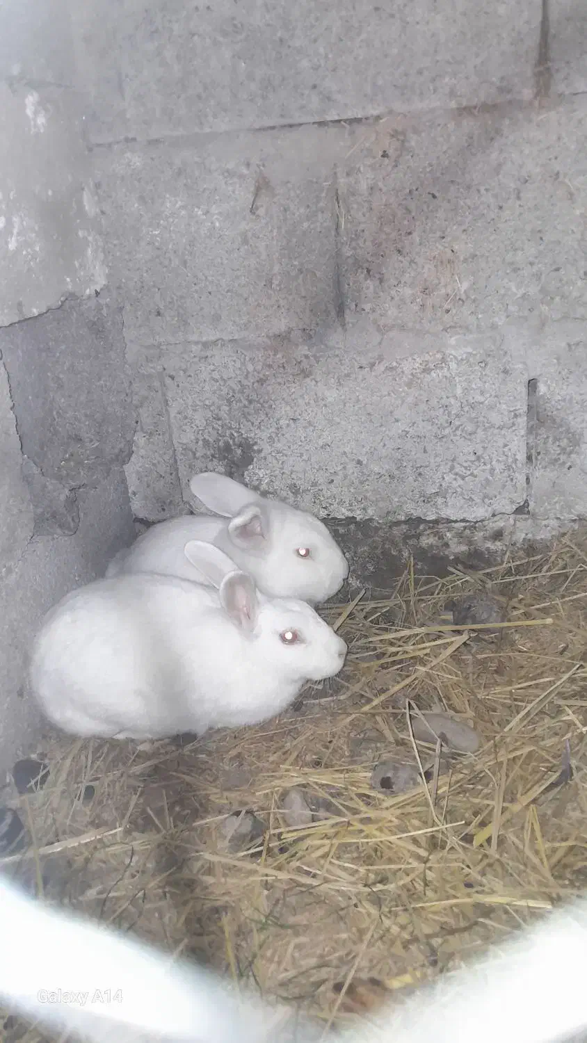 خرگوش نر و ماده شکم دار|موش و خرگوش|سنگر, |دیوار