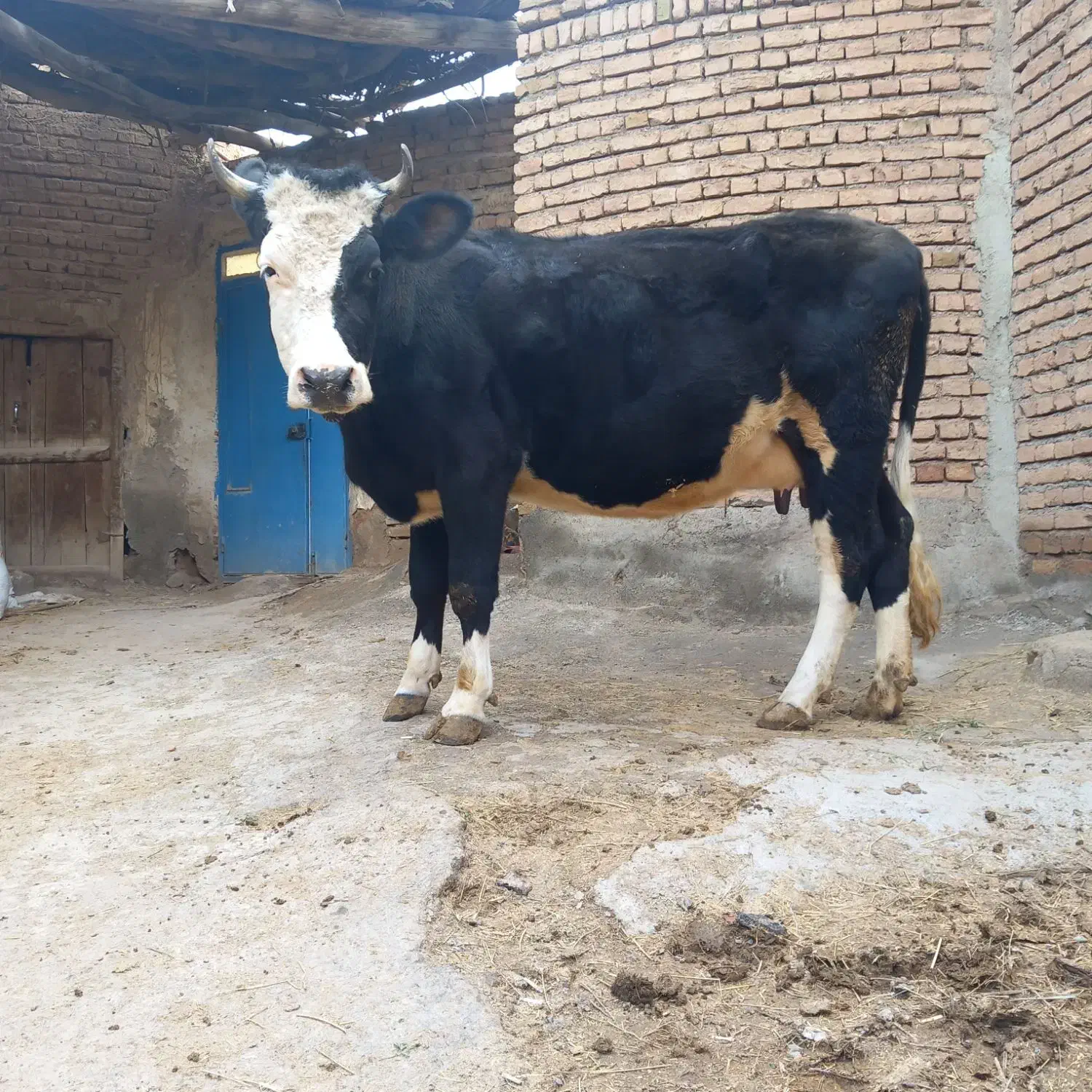 گاوشیری|حیوانات مزرعه|صوفیان, |دیوار