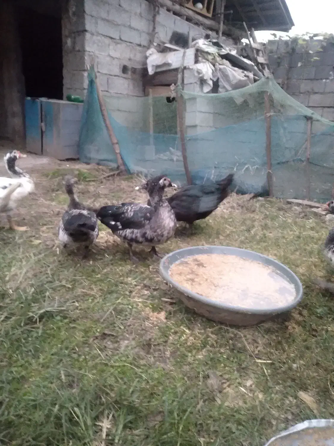 اردک اسراییلی سنگین وزن|حیوانات مزرعه|سنگر, |دیوار