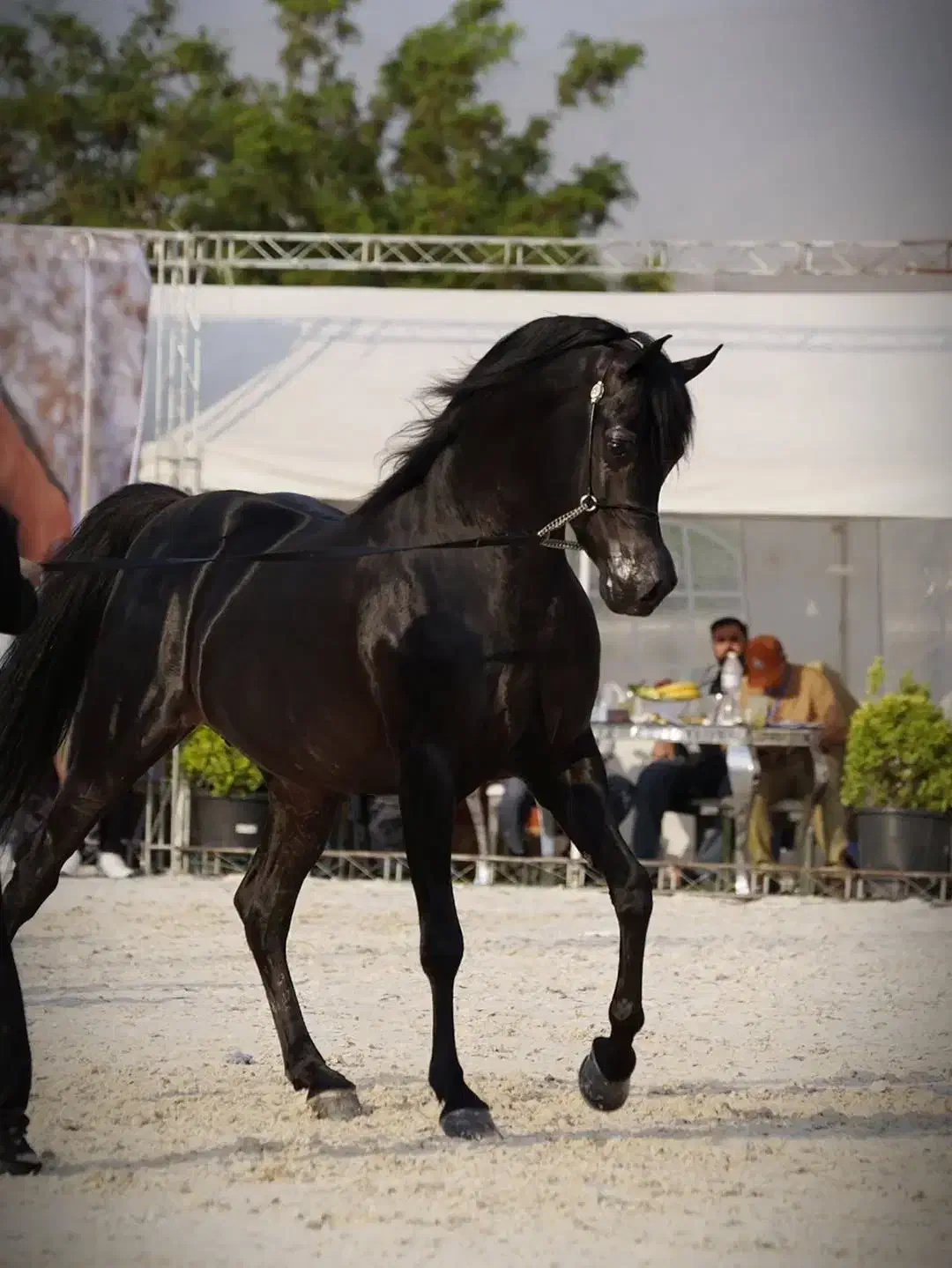 اسپرم ای جی داریج|اسب و تجهیزات اسب‌سواری|هشتگرد, شهرک اداری|دیوار