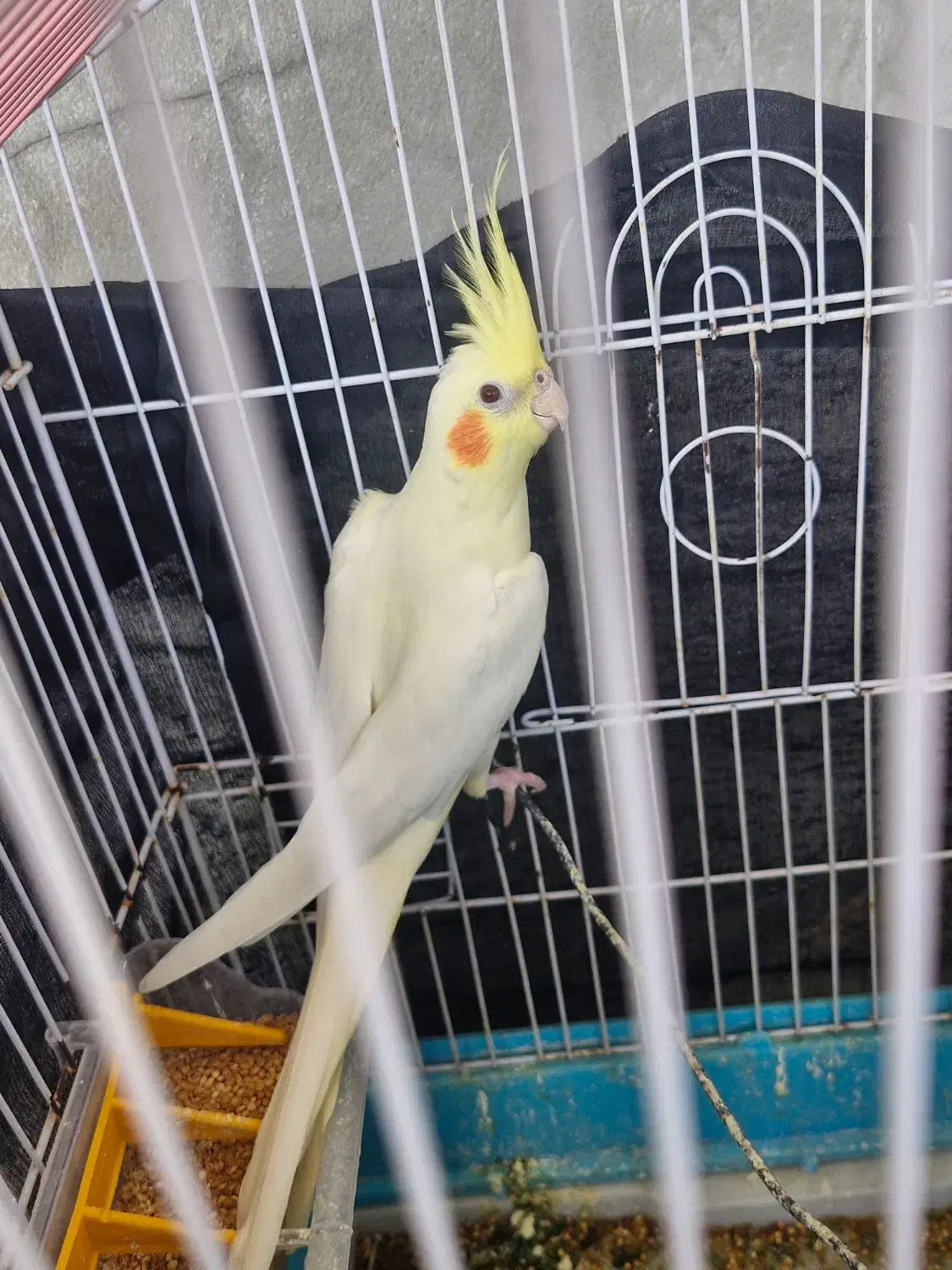 عروس هلندی|پرنده|گله دار, |دیوار